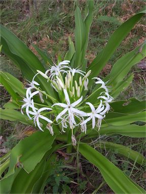 APII jpeg image of Crinum pedunculatum  © contact APII