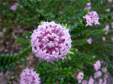 APII jpeg image of Pimelea ferruginea 'Bonne Petite'  © contact APII