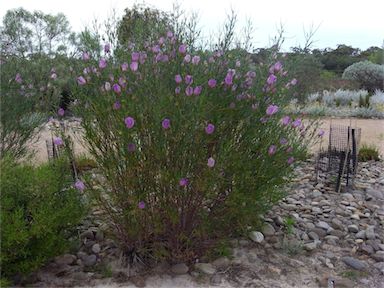 APII jpeg image of Alyogyne hakeifolia 'Melissa Anne'  © contact APII