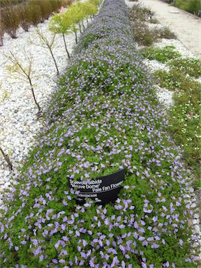 APII jpeg image of Scaevola albida 'Mauve Dome'  © contact APII