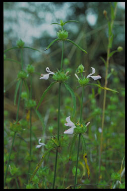 APII jpeg image of Dicliptera glabra  © contact APII