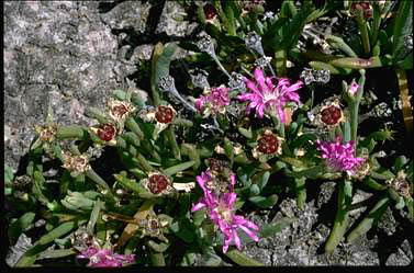 APII jpeg image of Disphyma crassifolium  © contact APII