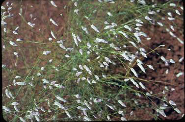 APII jpeg image of Ptilotus calostachyus  © contact APII