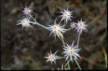 APII jpeg image of Eryngium ovinum  © contact APII