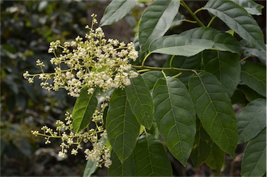 APII jpeg image of Ehretia acuminata var. acuminata  © contact APII