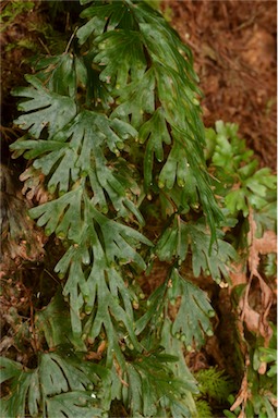 APII jpeg image of Hymenophyllum flabellatum  © contact APII