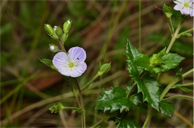 APII jpeg image of Veronica sobolifera  © contact APII