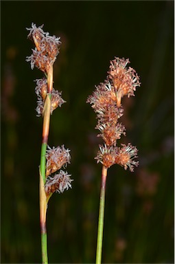 APII jpeg image of Baloskion stenocoleum  © contact APII