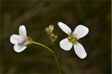 APII jpeg image of Cardamine astoniae  © contact APII