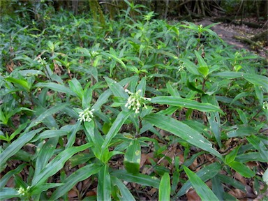 APII jpeg image of Pollia crispata  © contact APII