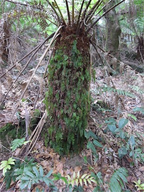 APII jpeg image of Hymenophyllum flabellatum  © contact APII