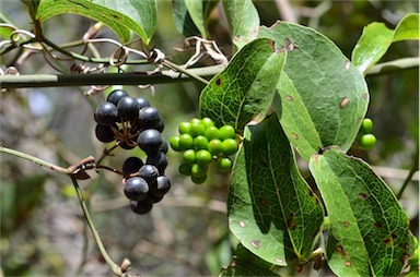 APII jpeg image of Smilax australis  © contact APII