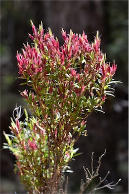 APII jpeg image of Leucopogon affinis  © contact APII