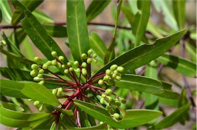 APII jpeg image of Tasmannia stipitata  © contact APII