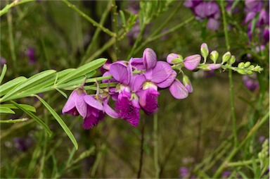 APII jpeg image of Polygala virgata  © contact APII