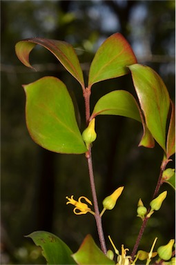 APII jpeg image of Persoonia lanceolata  © contact APII