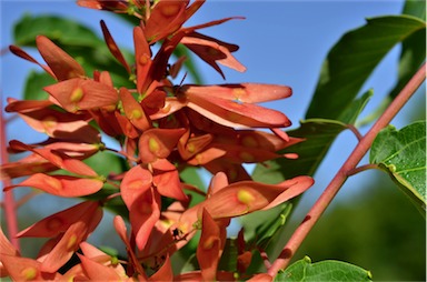 APII jpeg image of Ailanthus altissima  © contact APII