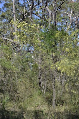 APII jpeg image of Acacia linifolia  © contact APII