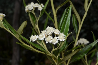 APII jpeg image of Ozothamnus stirlingii  © contact APII