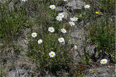 APII jpeg image of Brachyscome aculeata  © contact APII