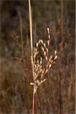 APII jpeg image of Juncus remotiflorus  © contact APII