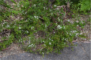 APII jpeg image of Austromyrtus dulcis 'Bush Snacks'  © contact APII