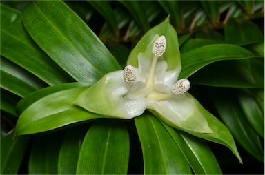 APII jpeg image of Freycinetia scandens  © contact APII