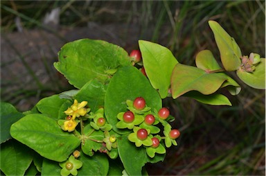 APII jpeg image of Hypericum androsaemum  © contact APII