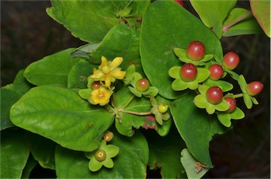 APII jpeg image of Hypericum androsaemum  © contact APII