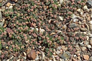 APII jpeg image of Euphorbia maculata  © contact APII