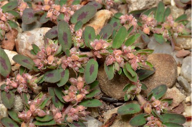 APII jpeg image of Euphorbia maculata  © contact APII