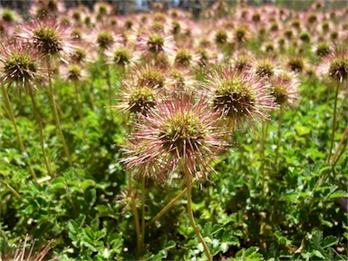 APII jpeg image of Acaena novae-zelandiae  © contact APII