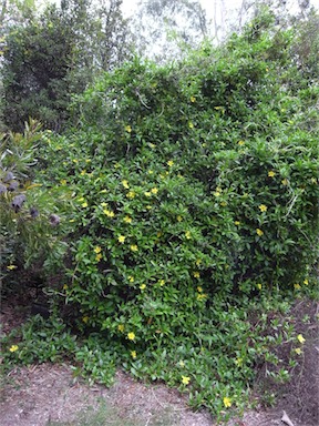 APII jpeg image of Hibbertia scandens  © contact APII