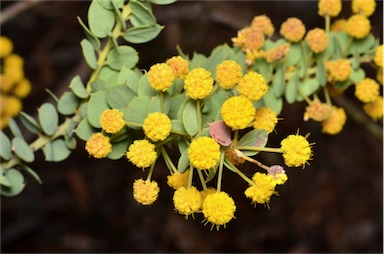 APII jpeg image of Acacia sertiformis  © contact APII