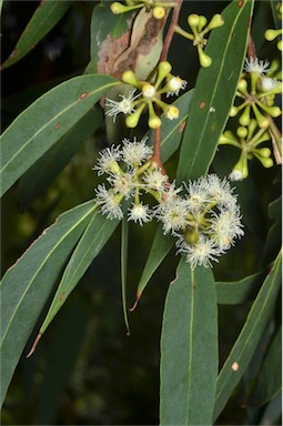 APII jpeg image of Eucalyptus racemosa  © contact APII