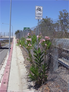 APII jpeg image of Nerium oleander  © contact APII