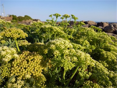 APII jpeg image of Crithmum maritimum  © contact APII