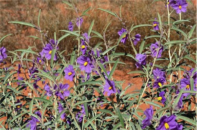 APII jpeg image of Solanum sturtianum  © contact APII