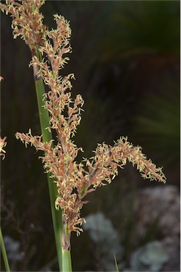 APII jpeg image of Lepidosperma effusum  © contact APII