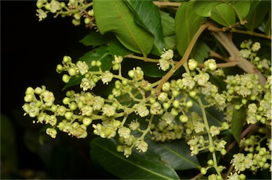 APII jpeg image of Cupaniopsis anacardioides  © contact APII