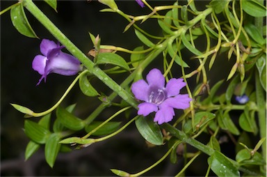 APII jpeg image of Hemiandra pungens  © contact APII