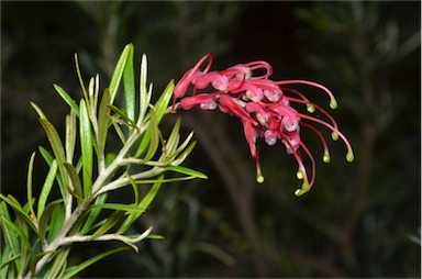 APII jpeg image of Grevillea exposita  © contact APII