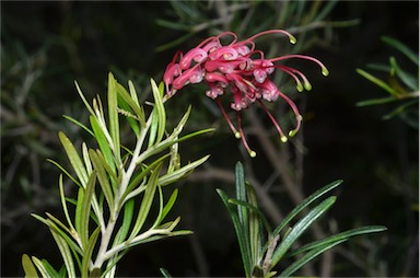 APII jpeg image of Grevillea exposita  © contact APII