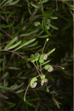 APII jpeg image of Grevillea guthrieana  © contact APII