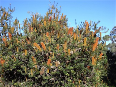 APII jpeg image of Banksia 'Giant Candles'  © contact APII