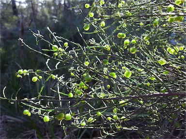 APII jpeg image of Leptomeria acida  © contact APII