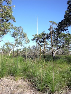 APII jpeg image of Xanthorrhoea latifolia subsp. latifolia  © contact APII