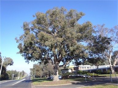 APII jpeg image of Eucalyptus polyanthemos  © contact APII