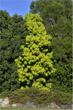 APII jpeg image of Podocarpus grayae  © contact APII