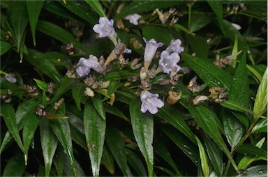 APII jpeg image of Strobilanthes anisophylla  © contact APII